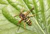 Nomada goodeniana